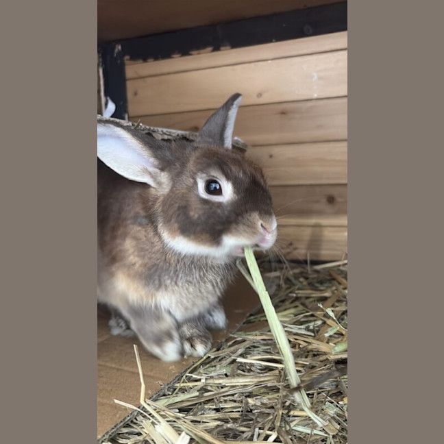 Photo of Cinnamon Toast