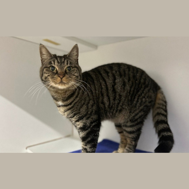 Photo of Remy