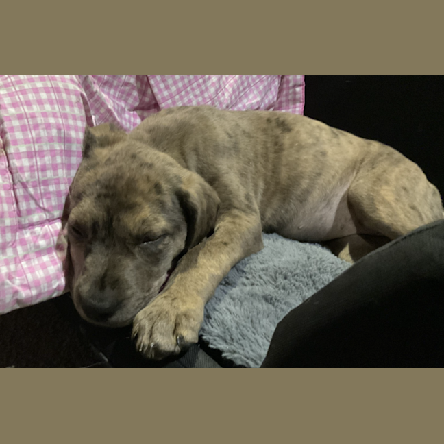 Photo of Freyja
