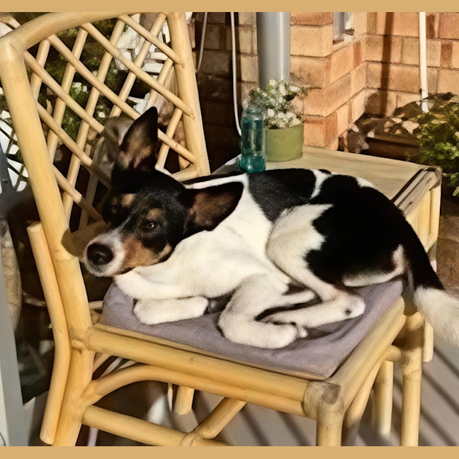 Photo of Beau   20 Month Old Border Collie X Cattle Dog