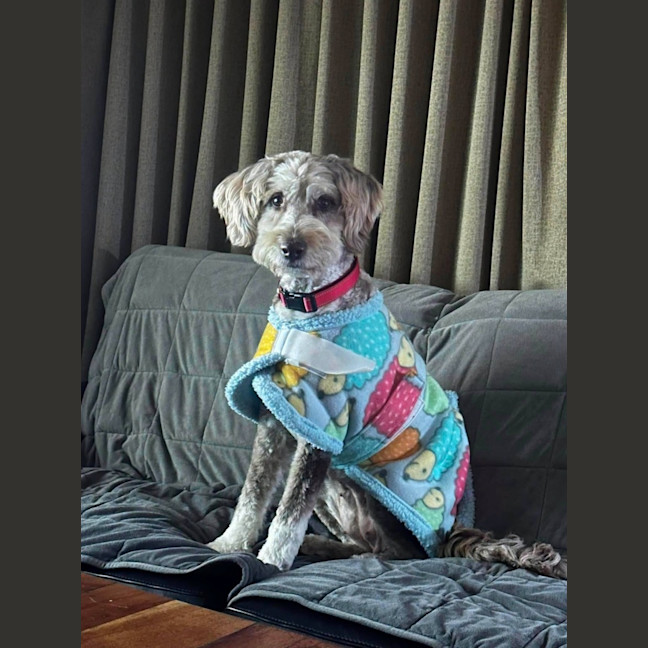 Photo of Bailey