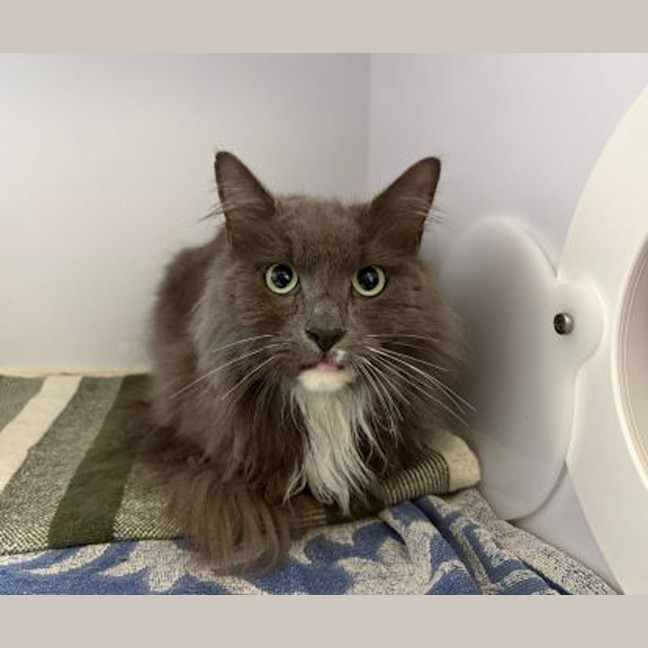 Photo of Louie