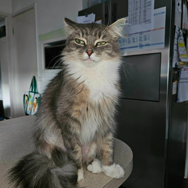 Photo of Meleke**2nd Chance Cat Rescue**