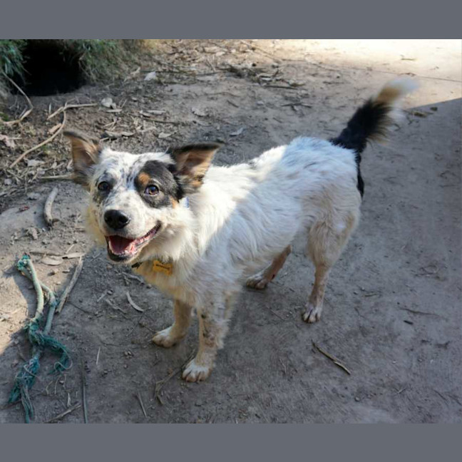 Photo of Milo (3)