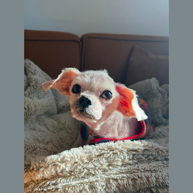 Photo of Archie