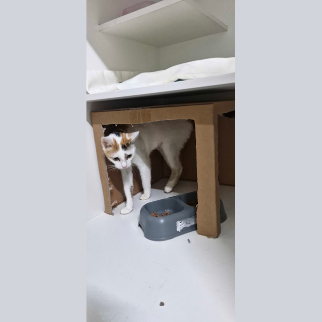 Photo of Sapphire
