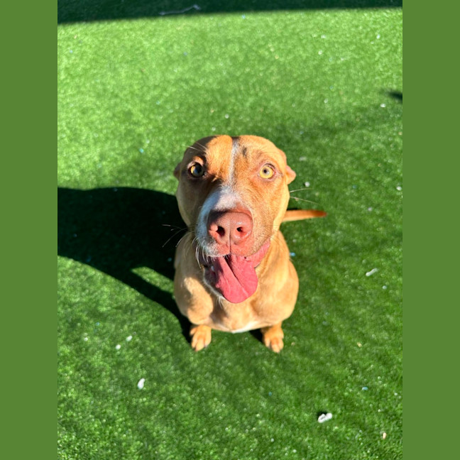 Photo of Petal Imp 1226