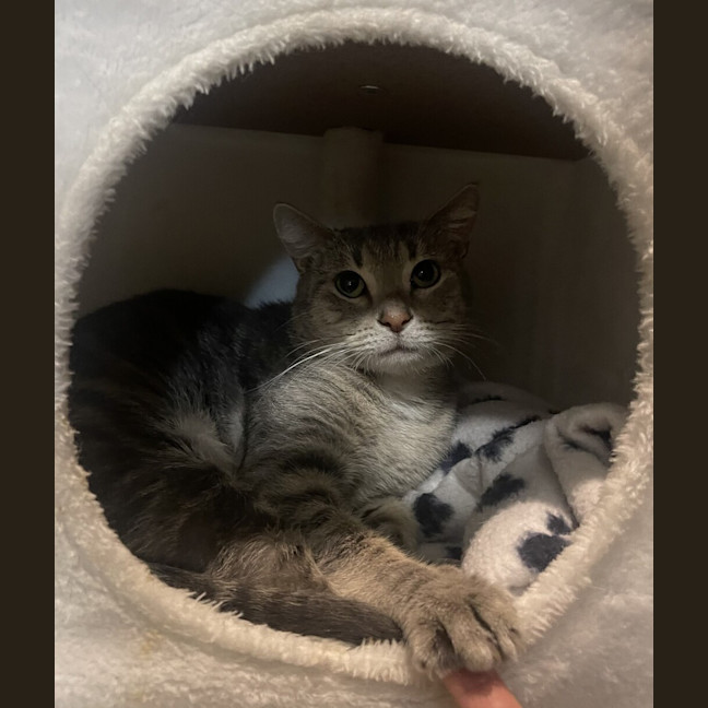 Photo of Zelda