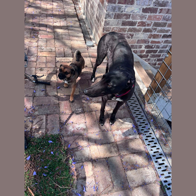 Photo of Clover, The Cat Friendly Greyhound