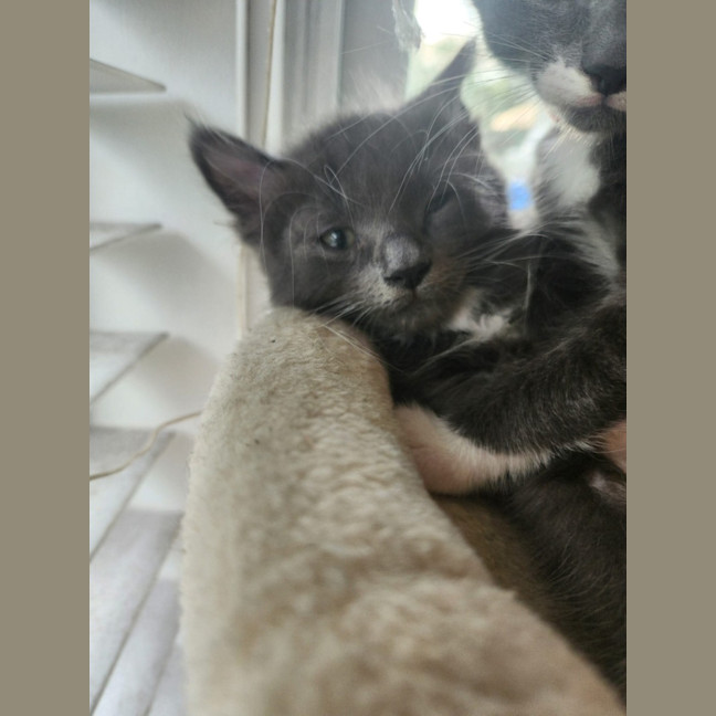 Photo of Sneezy