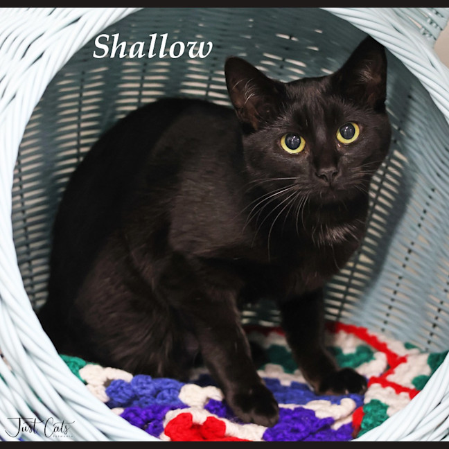 Photo of Shallow