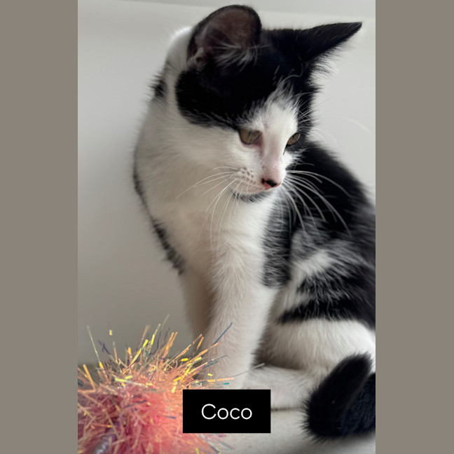 Photo of Coco Chanel