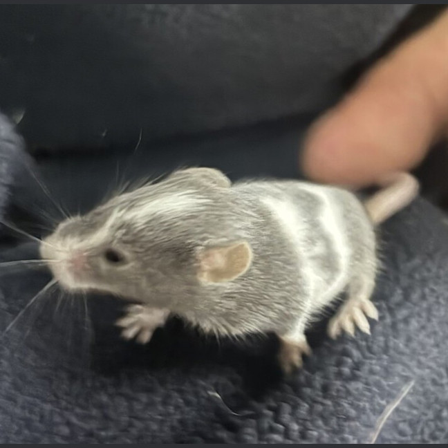 Photo of Milo