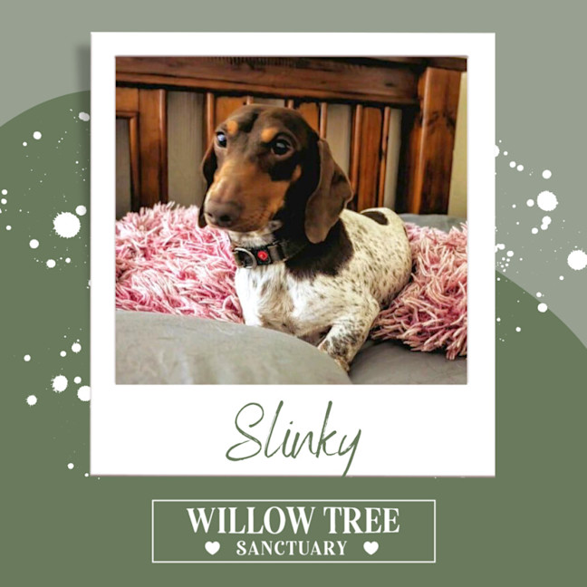 Photo of Slinky