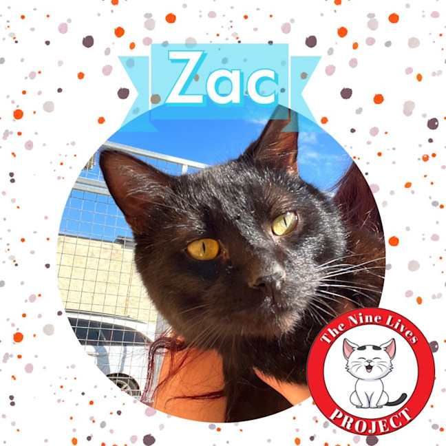 Photo of Zac *9 Lives Project Rescue*