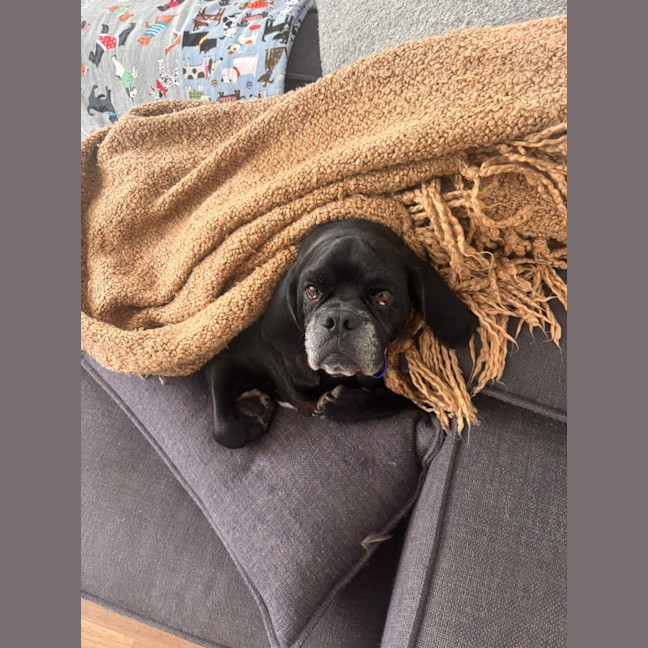 Photo of Paco   4 Year Old Puggle 