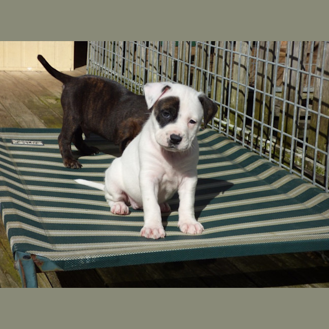 Photo of Tilli/Scout