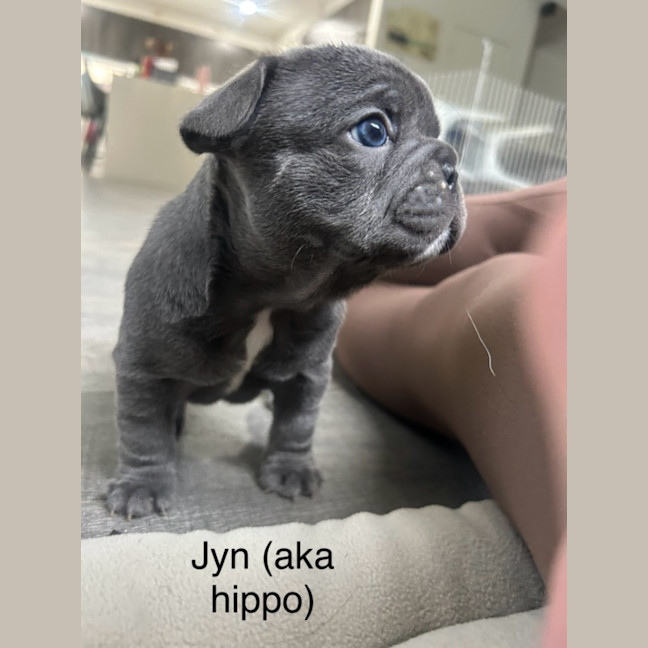 Photo of Jyn Aka Hippo