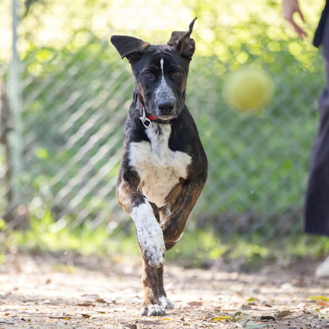 Photo of Jet