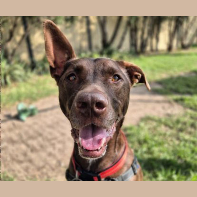Photo of Apollo