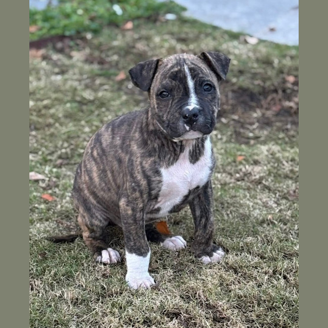 Photo of Jack Of Hearts 