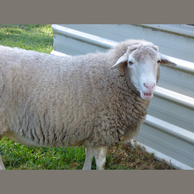 Photo of Sheep