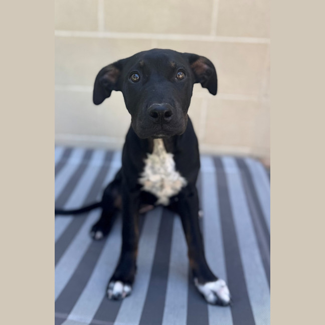 Photo of Roo