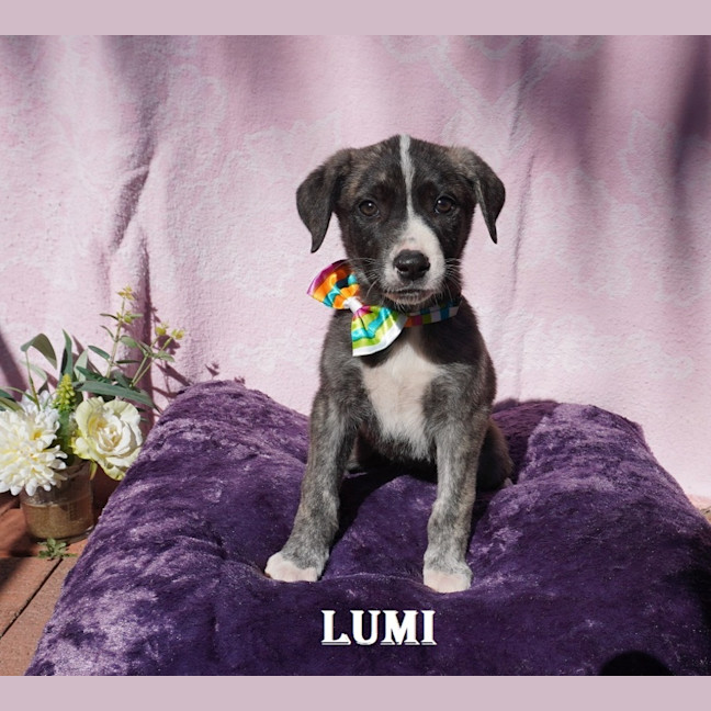 Photo of Lumi