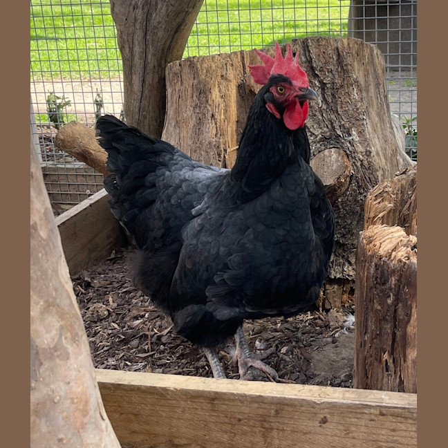 Photo of Detective Pepperwood