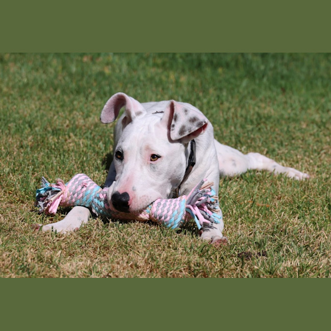 Photo of Bowie
