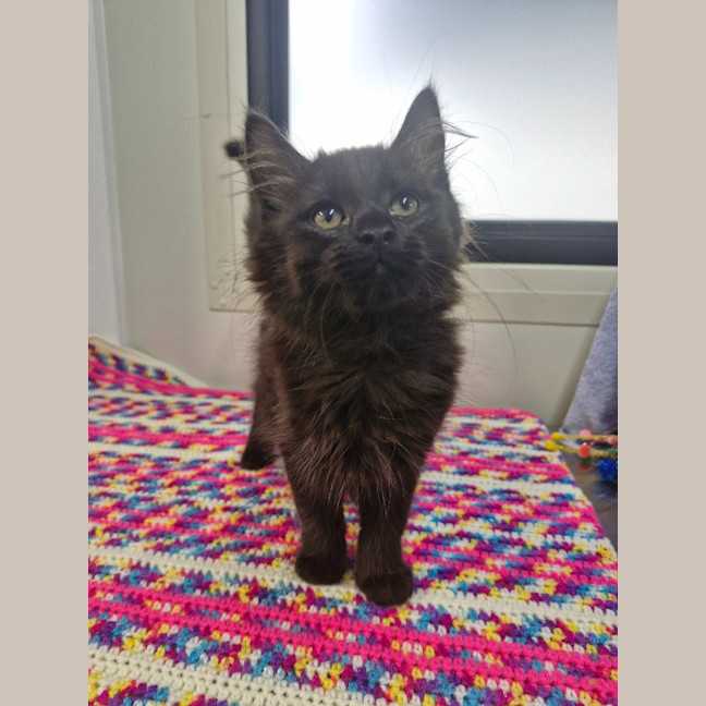 Photo of Pinkie   Petstock Invermay