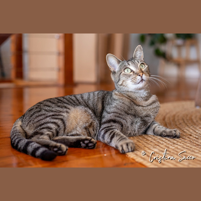 Photo of Missy