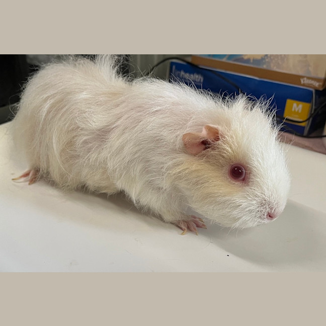 Photo of Blossom