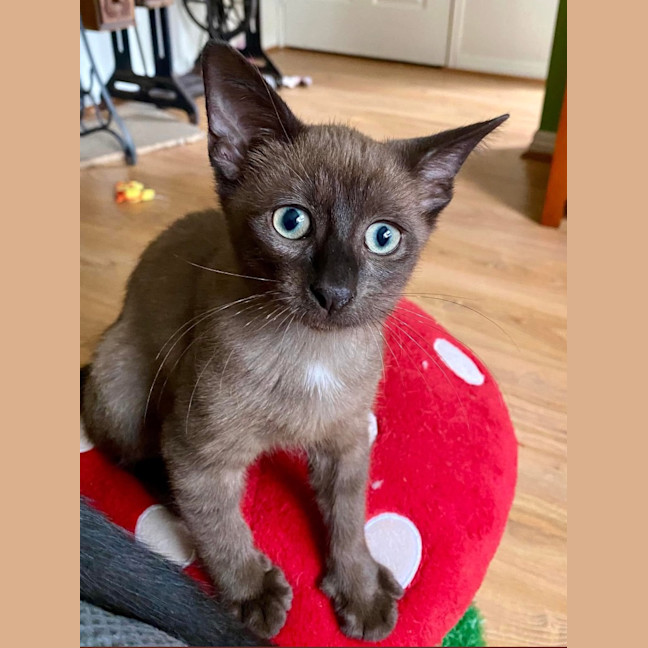 Photo of Twinkle   K28