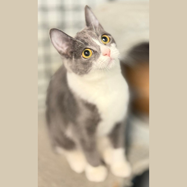 Photo of Levia