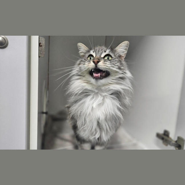 Photo of Gizmo