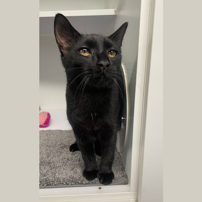 Photo of Bandit