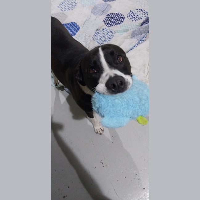 Photo of Jazzie *$150 Adoption Fee*