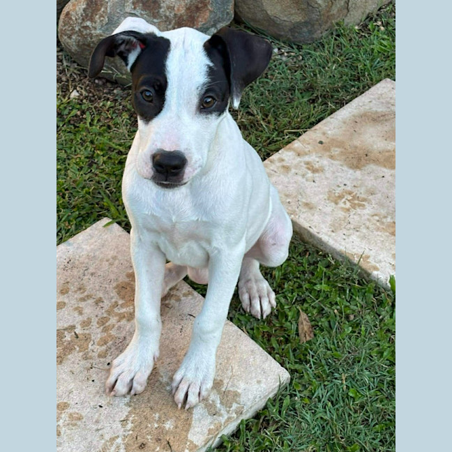 Photo of Lolly (P15)