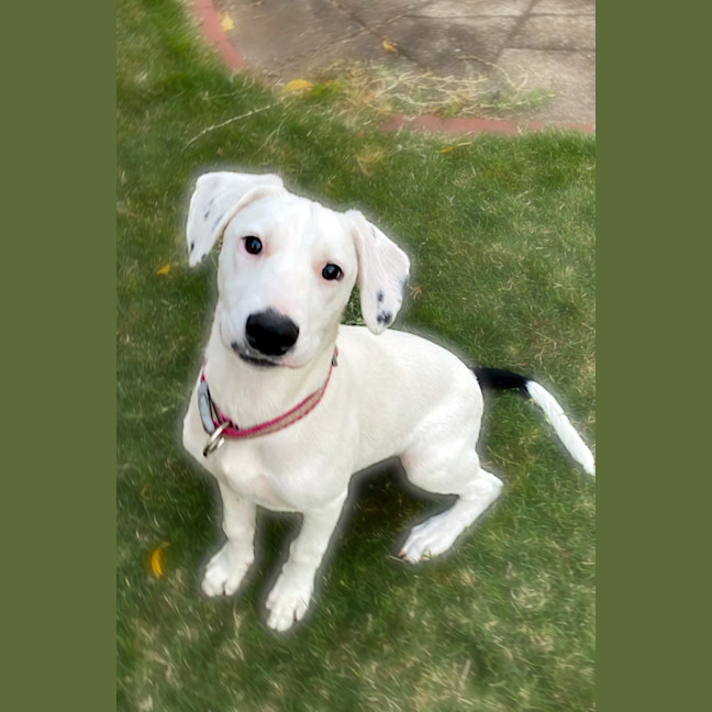 Photo of Scout 