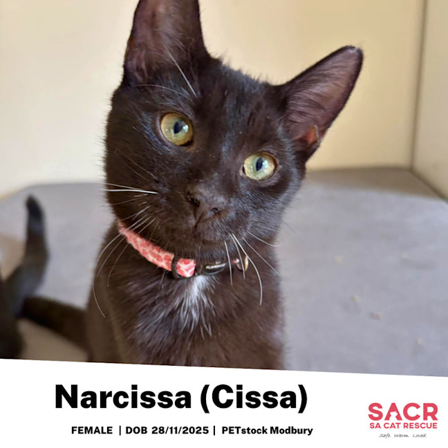 Photo of Narcissa