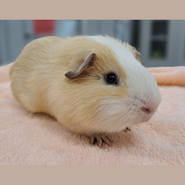 Photo of Biscuit