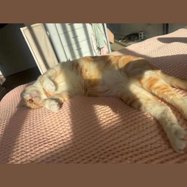 Photo of Honey