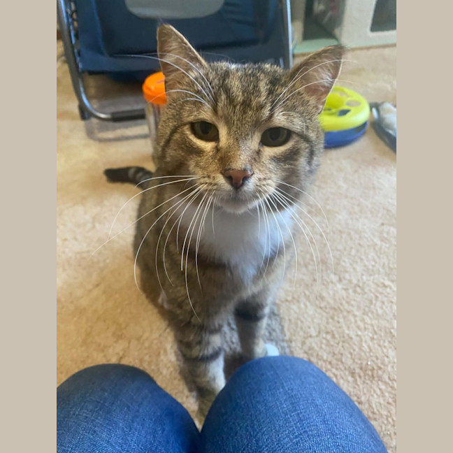 Photo of Bruce ** 2nd Chance Cat Rescue **