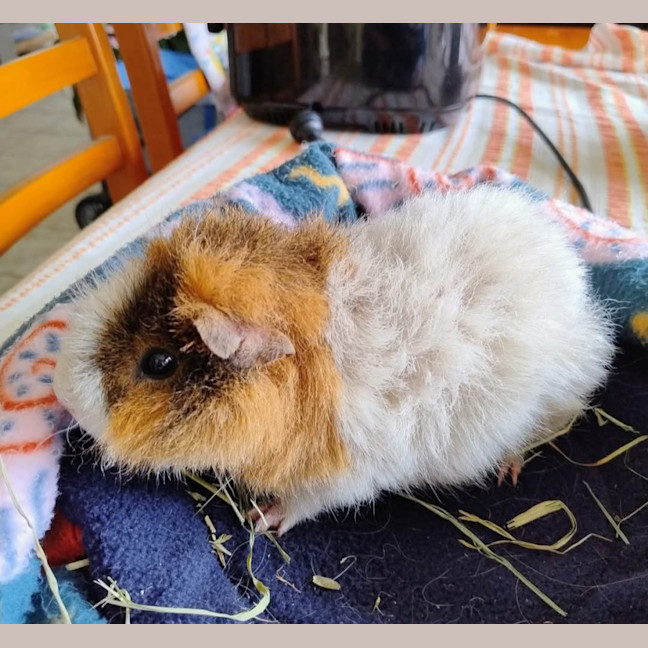Photo of Dexie (Desexed)