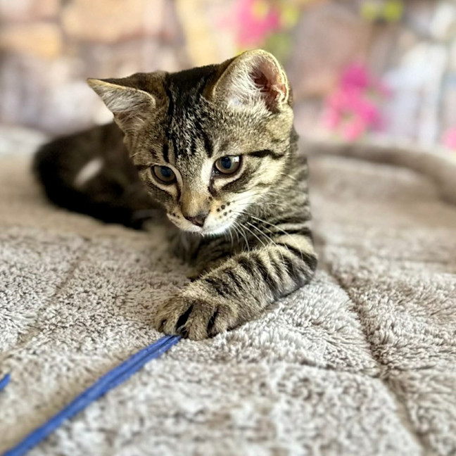 Photo of Captain Frankie (Located In Templestowe)