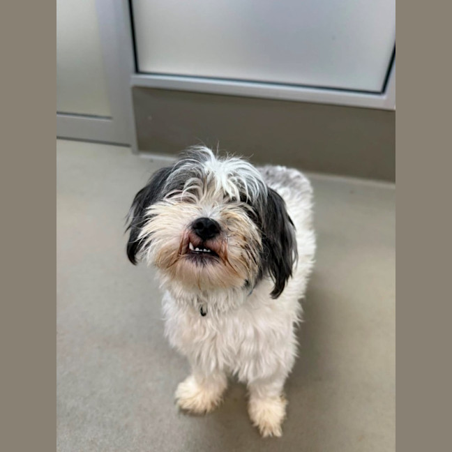Photo of Millie