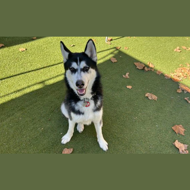Photo of Shadow