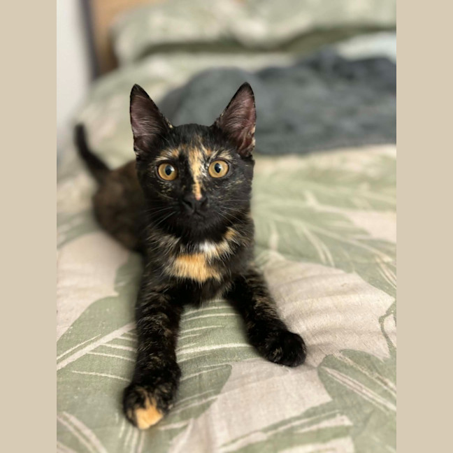 Photo of Whisper