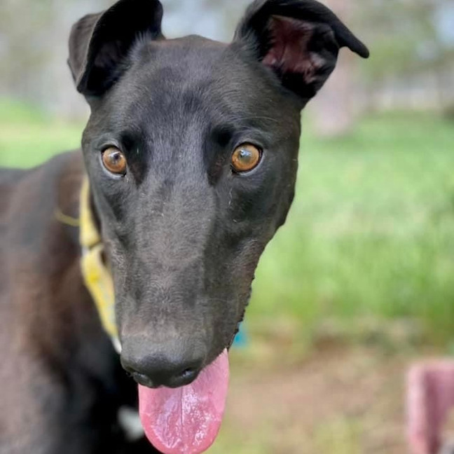 Photo of Tjandamarra